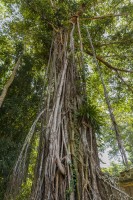 Cambodia - Preah Khan