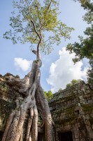 Cambodia - Ta Prohm