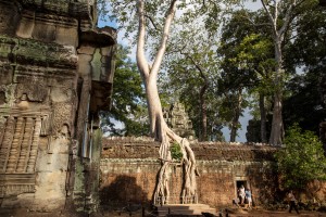 Cambodia - Ta Prohm