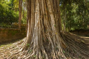 Cambodia - Ta Som