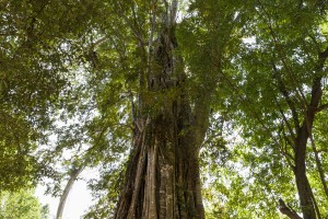 Cambodia - Ta Som