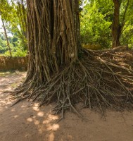 Cambodia - Ta Som