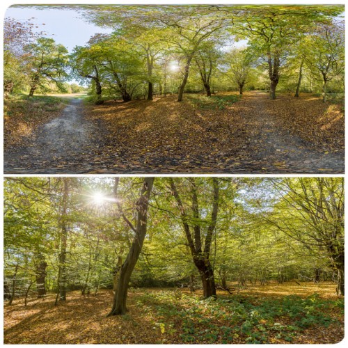 360 HDRI panorama of Forest in 30k, 15k and 4k resolution