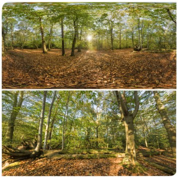 Forest 9105 (30K HDRI) Panoramas