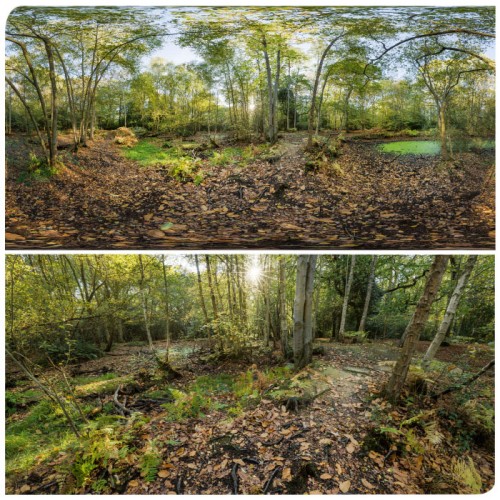 360 HDRI panorama of Forest in 30k, 15k and 4k resolution