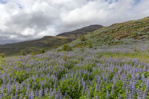 Iceland - Geysir Landscapes