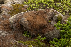 Iceland - Mossy Lava Fields