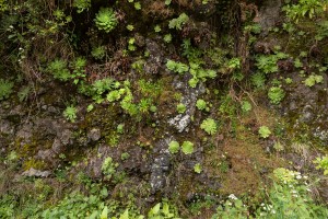 Madeira- Balcoes Viewpoint
