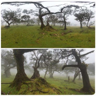 Madeira Fanal Forest 3904 (30k) HDRI Panoramas