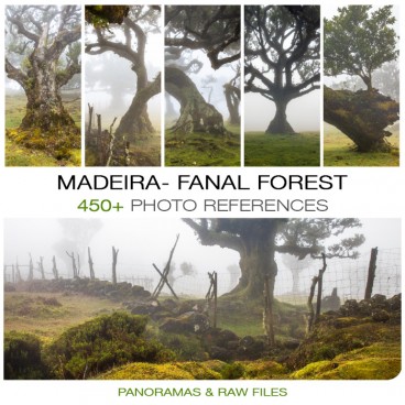 Madeira- Fanal Forest Foggy Photo Packs