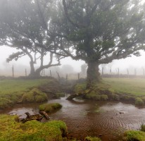Madeira- Fanal Forest Foggy