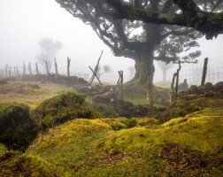 Madeira- Fanal Forest Foggy