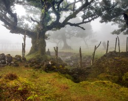 Madeira- Fanal Forest Foggy