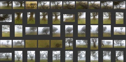 Madeira- Fanal Forest Foggy