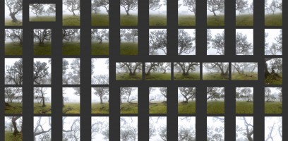 Madeira- Fanal Forest Foggy