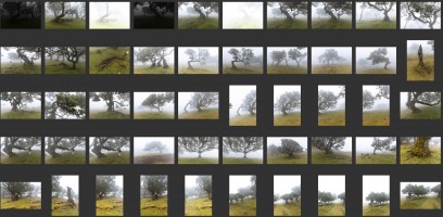 Madeira- Fanal Forest Foggy