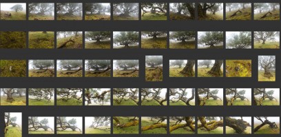 Madeira- Fanal Forest Foggy