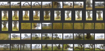 Madeira- Fanal Forest Foggy