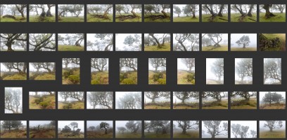 Madeira- Fanal Forest Foggy