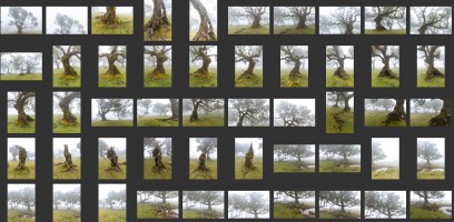 Madeira- Fanal Forest Foggy