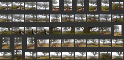 Madeira- Fanal Forest Foggy