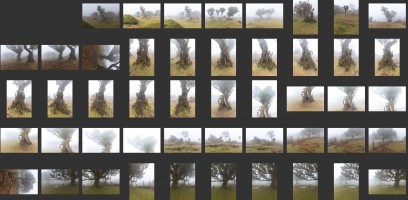 Madeira- Fanal Forest Foggy