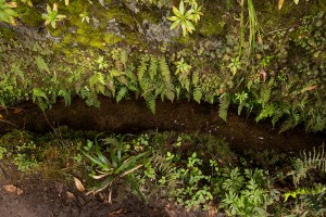 Madeira- Levada do Caldeirao Verde 