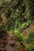 Madeira- Levada do Caldeirao Verde 