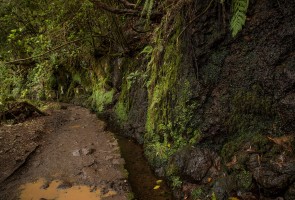 Madeira- Levada do Caldeirao Verde 