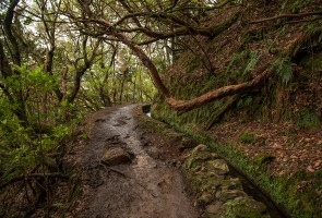 Madeira- Levada do Caldeirao Verde 