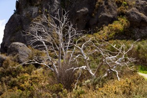 Madeira- Pico Grande