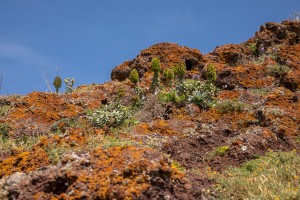 Madeira- Sao Lourenco 
