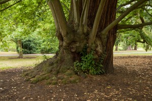 Royal Botanic Gardens