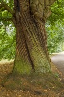 Royal Botanic Gardens