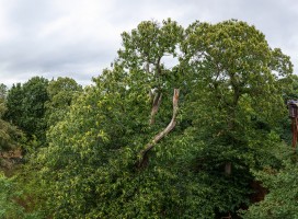 Royal Botanic Gardens