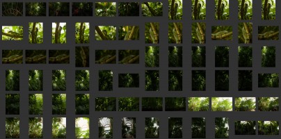 Royal Botanic Gardens