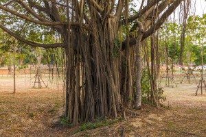 Thailand - Ayutthaya