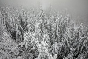 WINTER - MOUNTAINS AND TREES BUNDLE