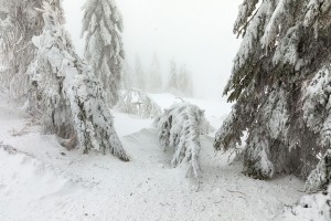 WINTER - MOUNTAINS AND TREES BUNDLE