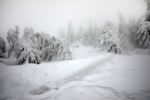 WINTER - MOUNTAINS AND TREES BUNDLE