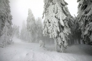 WINTER - MOUNTAINS AND TREES BUNDLE