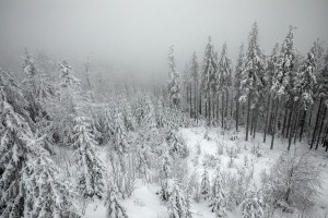 WINTER - MOUNTAINS AND TREES BUNDLE