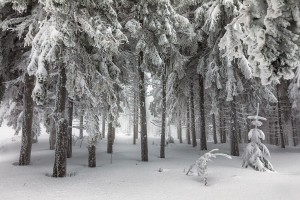 WINTER - MOUNTAINS AND TREES BUNDLE