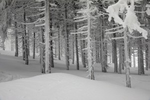 WINTER - MOUNTAINS AND TREES BUNDLE