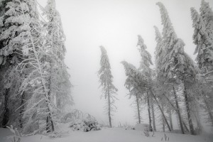 WINTER - MOUNTAINS AND TREES BUNDLE