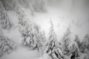 WINTER TREES AERIAL VIEW