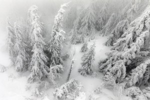 WINTER TREES AERIAL VIEW