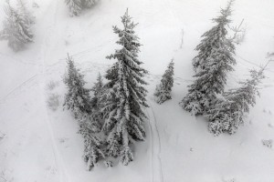 WINTER TREES AERIAL VIEW