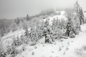 WINTER TREES AERIAL VIEW