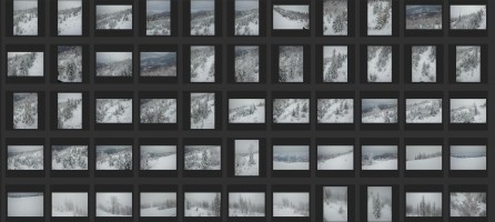 WINTER TREES AERIAL VIEW